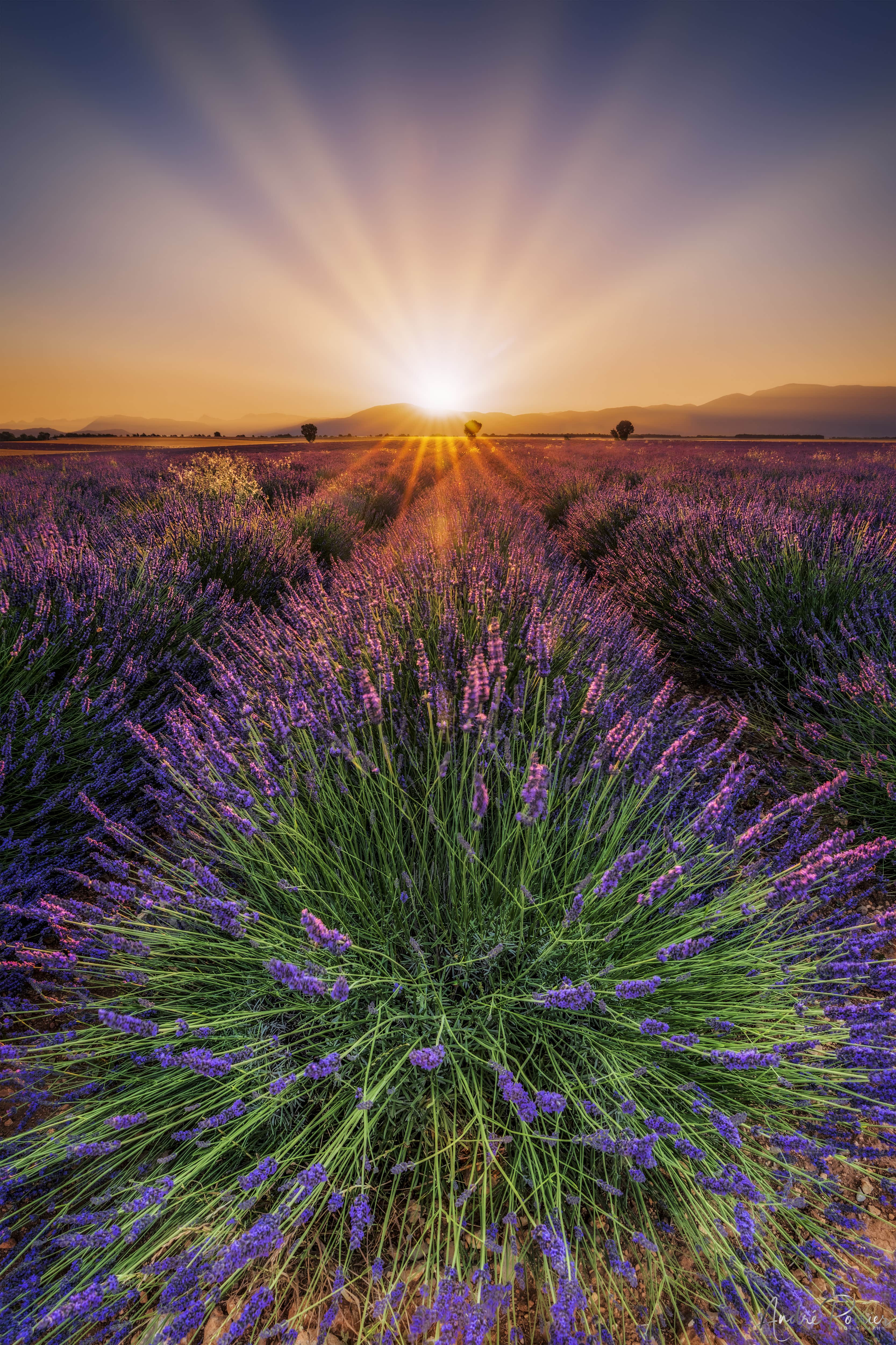 Lavender Burst