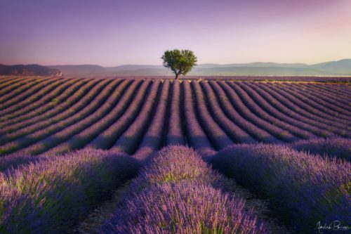 Purple Fields