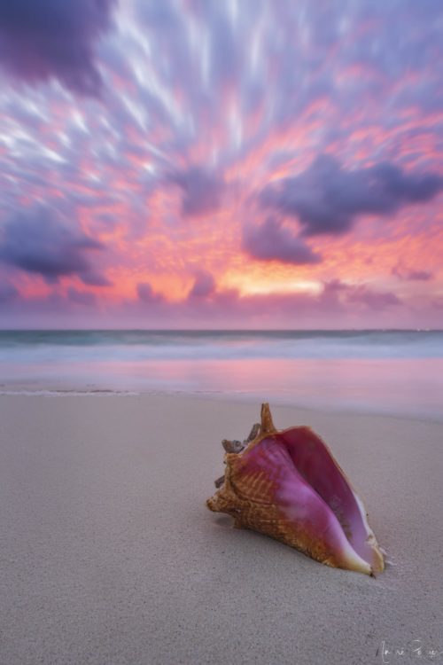 Seashell Colours