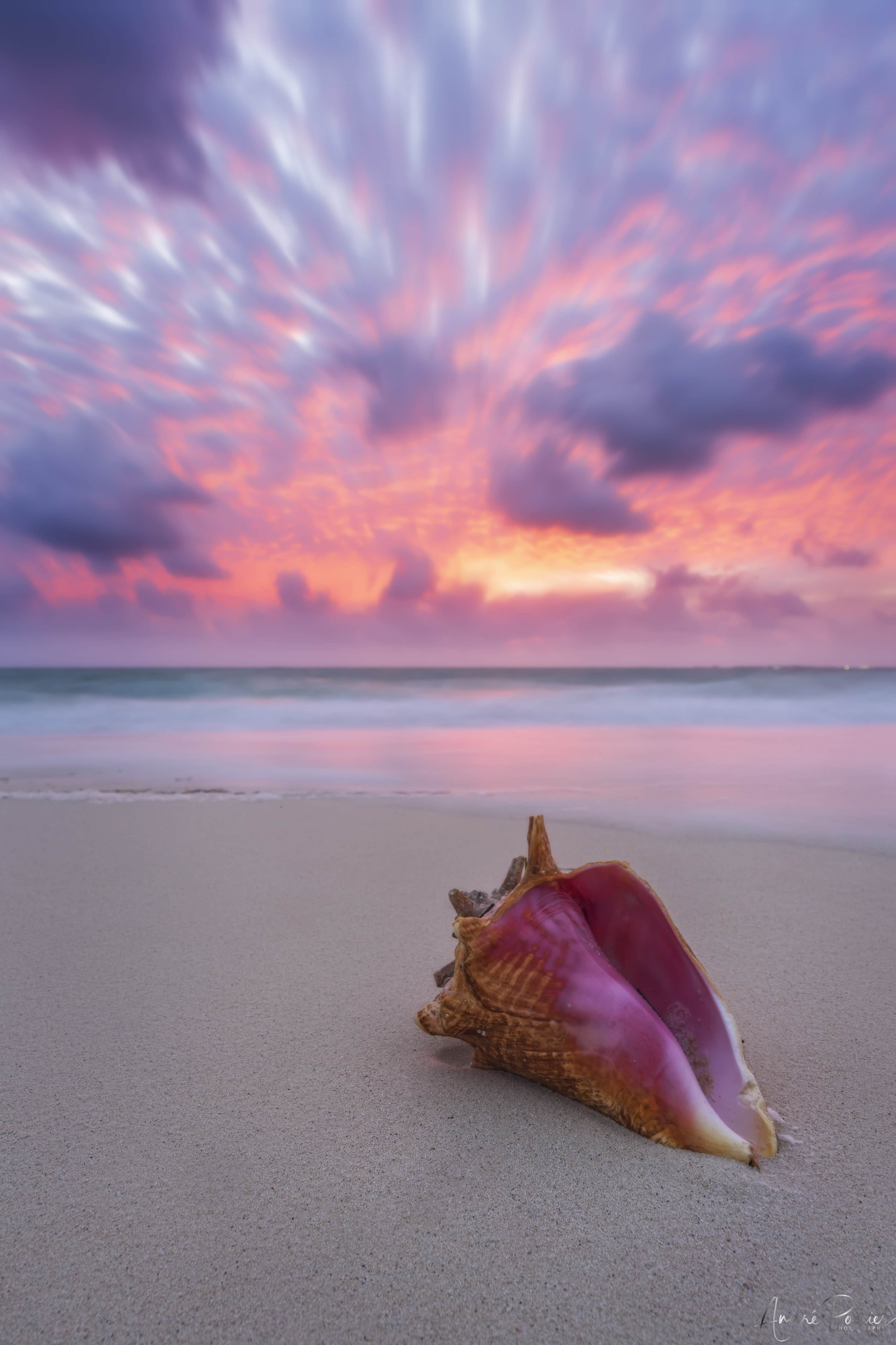 Seashell Colours